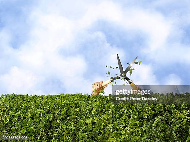 man cutting hedge with trimmings flying (only arms visible) - clippers - fotografias e filmes do acervo