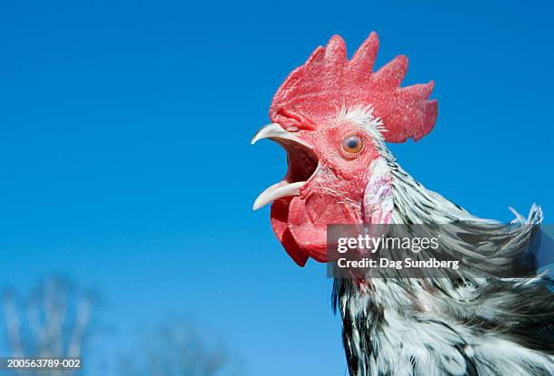 crowing rooster, close-up - roosters stock-fotos und bilder