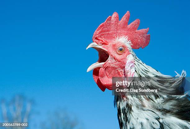 crowing rooster, close-up - animal call stock pictures, royalty-free photos & images