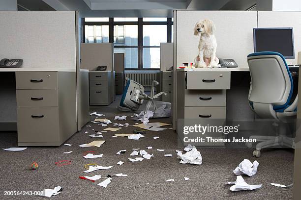Messy Reception 5,397 Messy Office Stock Photos, High-Res Pictures, and Images - Getty ...