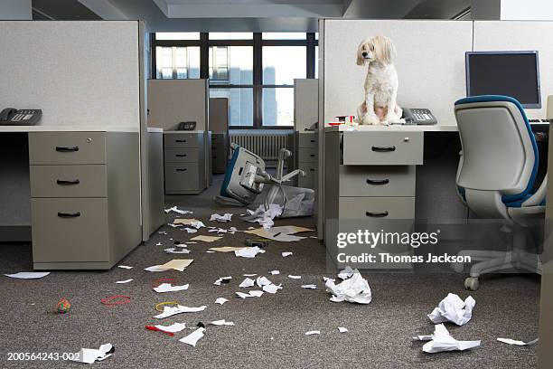 messy office - messy dog stock pictures, royalty-free photos & images