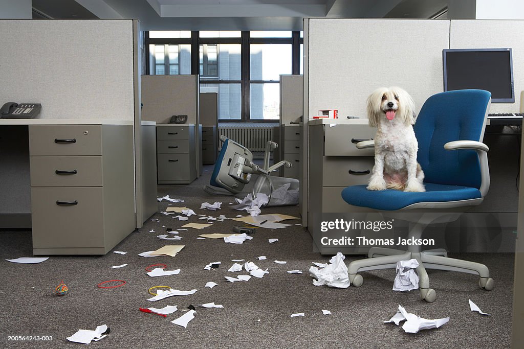 Dog on chair, messy office