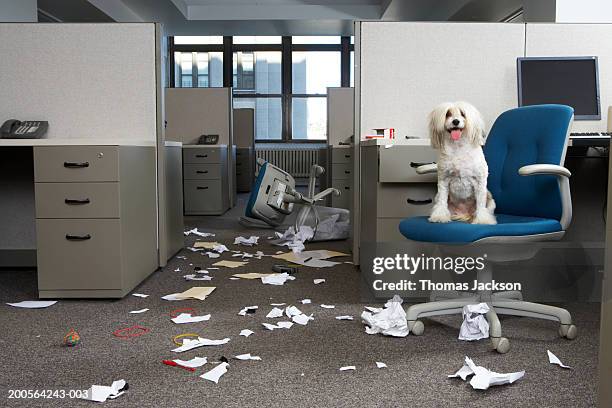 dog on chair, messy office - ausencia - fotografias e filmes do acervo