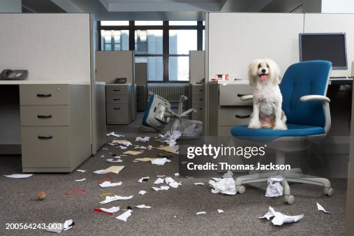 Dog on chair, messy office Dog on chair, messy office
