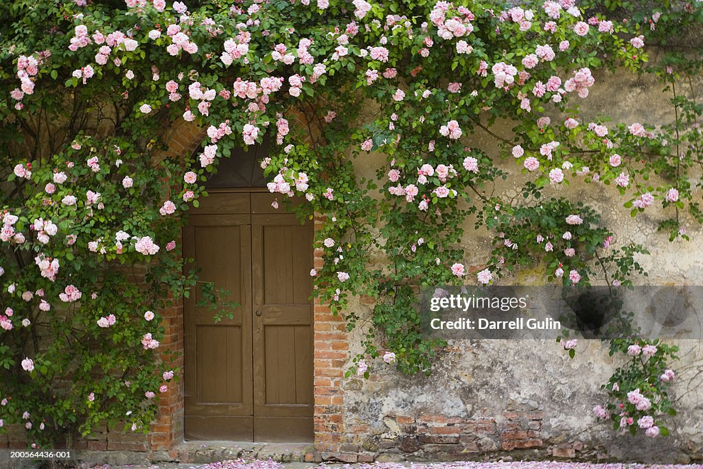 Doorway covered with pink rose flowers