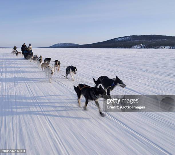 sweden, lapland, dog sledding on packed snow - sled dog stock pictures, royalty-free photos & images