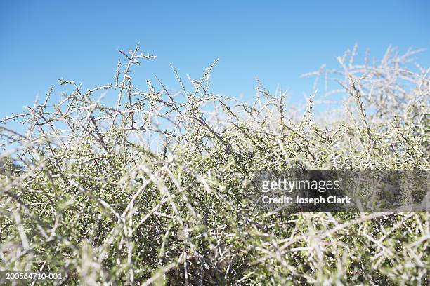 usa, california, desert almond (prunus fasciculata) - fasciculata stock pictures, royalty-free photos & images