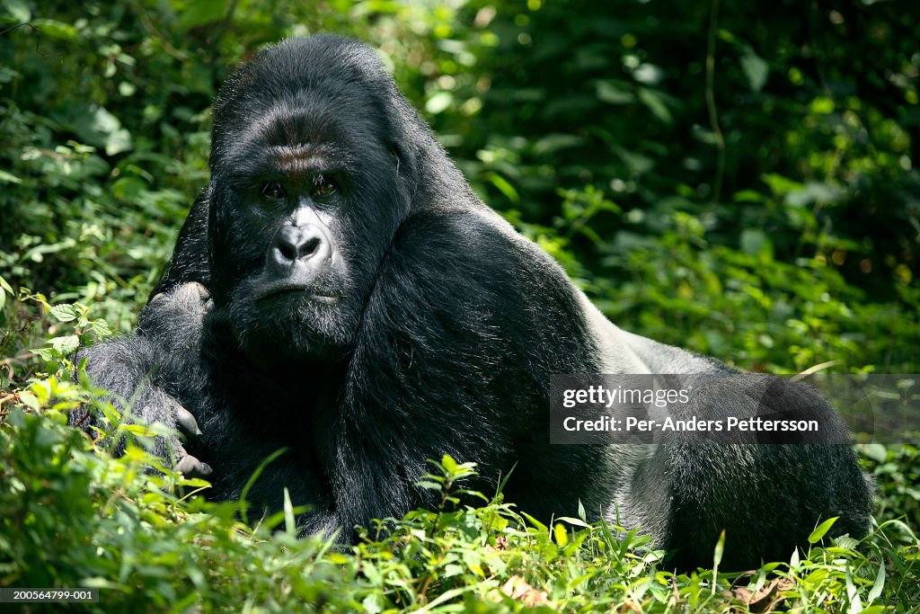 Male mountain gorilla resting in forest