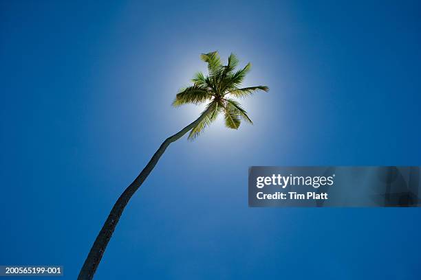 2,561 Palm Tree And Single Object Stock Photos, High-Res Pictures, and ...
