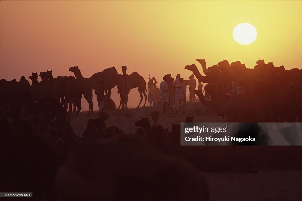 Pushkar Fair, camel fair, Pushkar, Rajasthan, India
