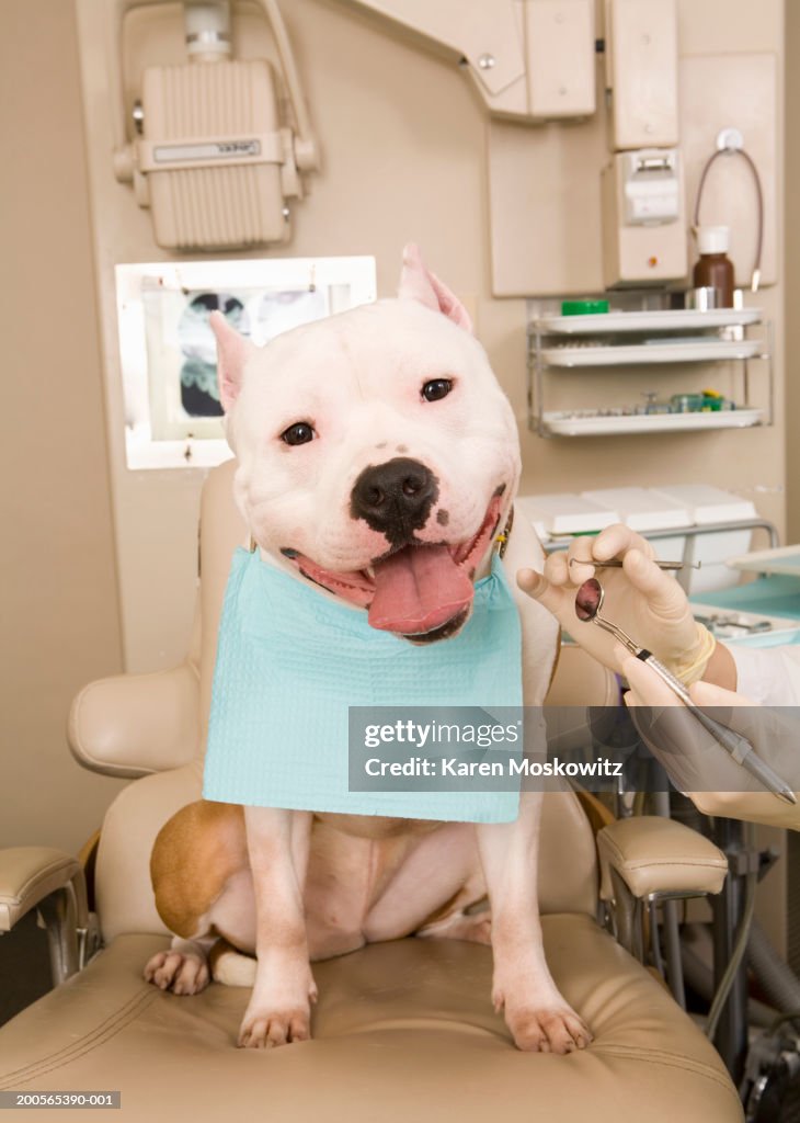 Dog sitting in dentist chair