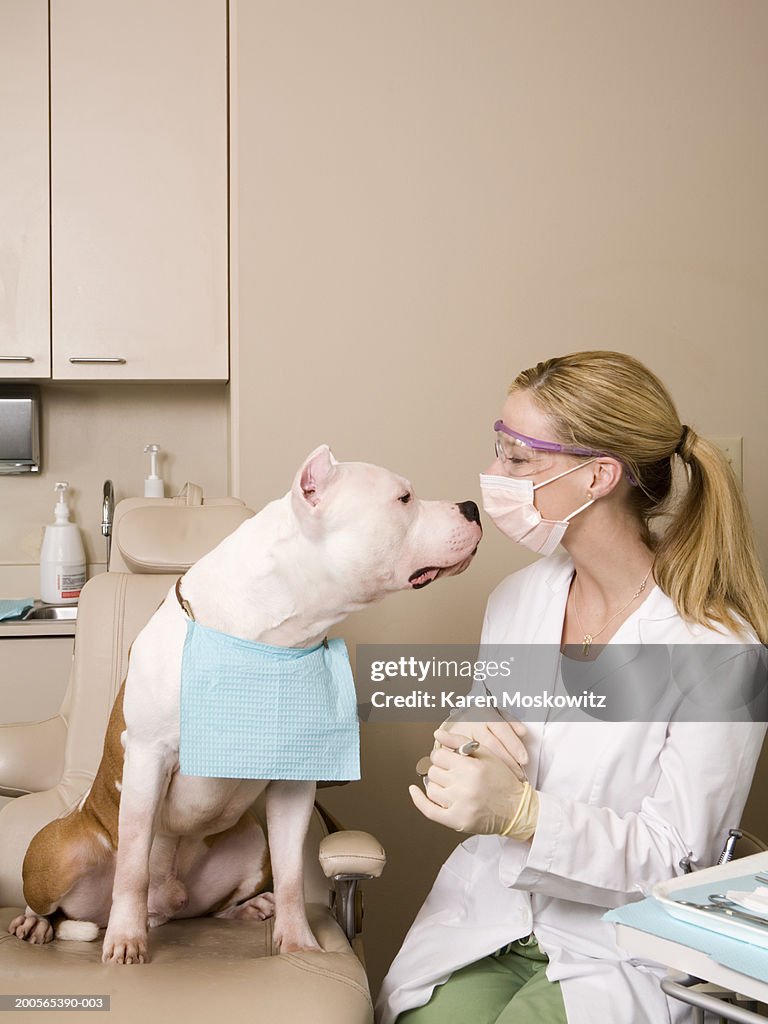 Dog sniffing at dentist