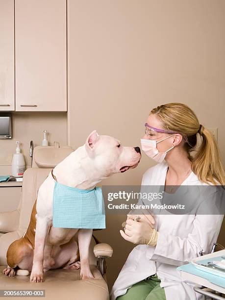 dog sniffing at dentist - funny surgical masks stock pictures, royalty-free photos & images