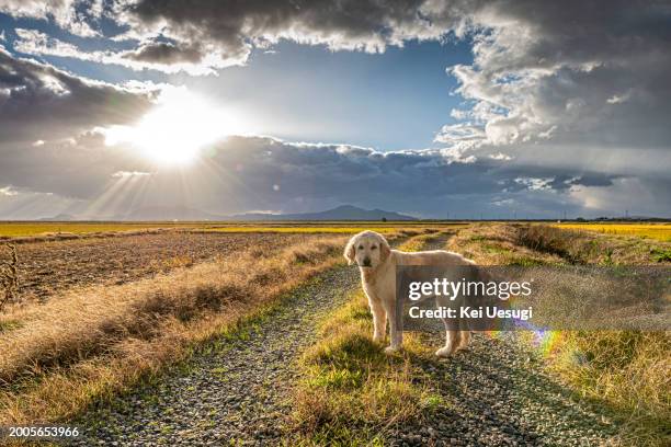 white dog is on  farm road. - pet silhouette stock pictures, royalty-free photos & images