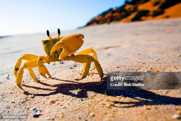 yellow crab moving on sand - crab fotografías e imágenes de stock