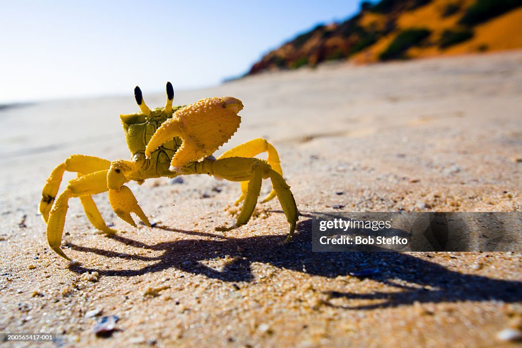 Yellow crab moving on sand