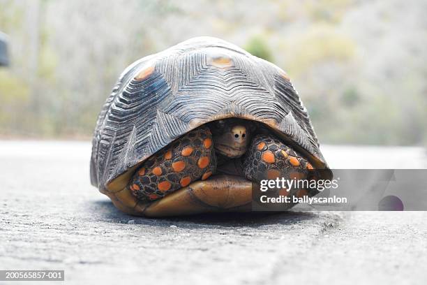 turtle hiding in shell - landsköldpadda bildbanksfoton och bilder