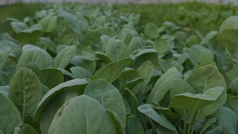 Farning Plot 240 Farming Plots Stock Videos, Footage, & 4K Video Clips - Getty Images