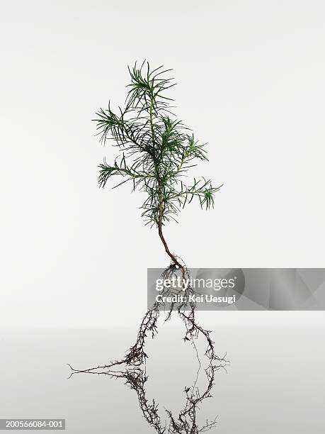 japanese larch (larix kaempferi) seedling on white background - japanese larch stock pictures, royalty-free photos & images