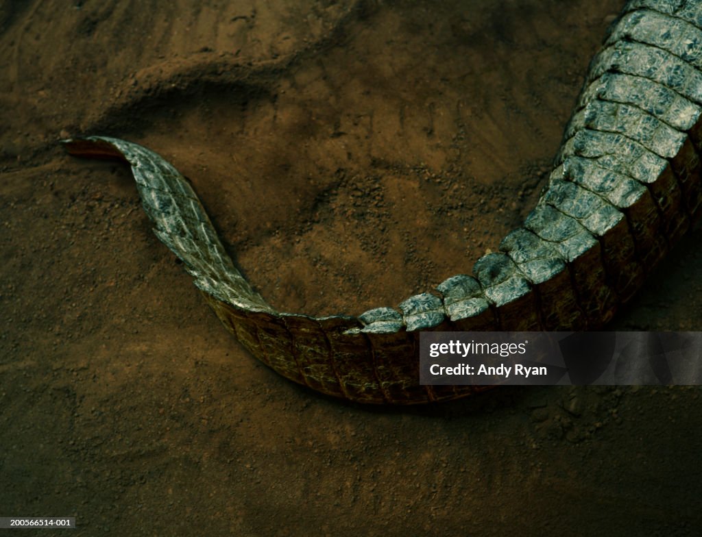 Tail of alligator, high angle view