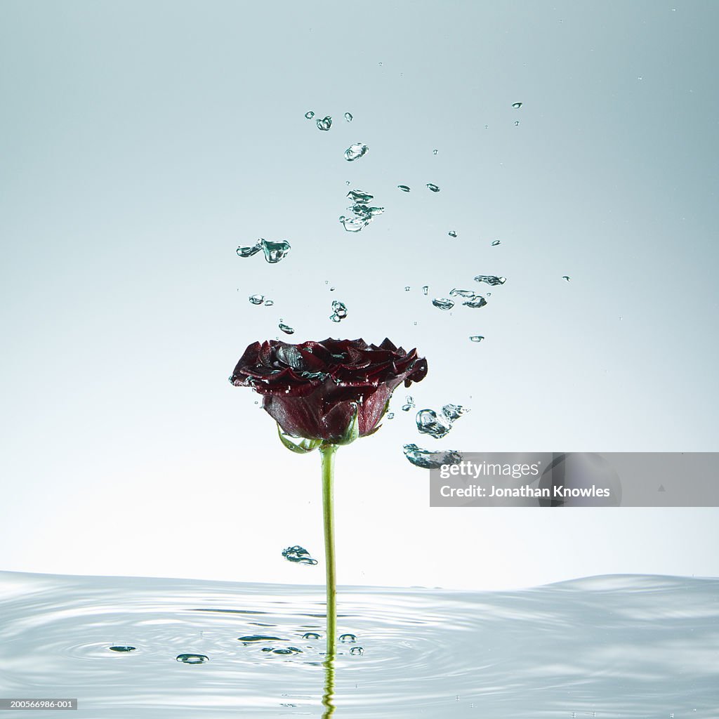 Rose, stem standing in water, droplets of water in mid-air, close-up
