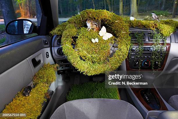 car interior covered with moss,grass,butterflies,field mice and birds - crazy car fotografías e imágenes de stock