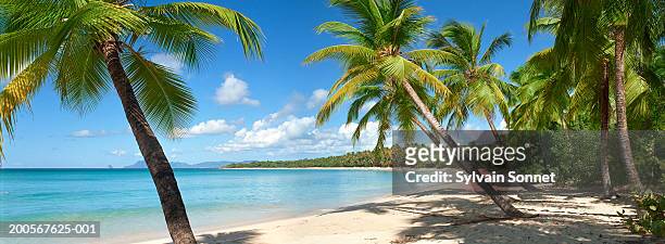 martinique, sainte-anne beach and grande anse des salines beach - caribbean sea foto e immagini stock
