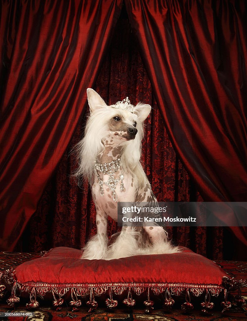 Chinese crested dog wearing tiara sitting on red cushion