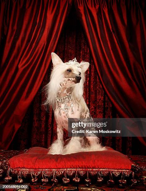 chinese crested dog wearing tiara sitting on red cushion - ugly dog 個照片及圖片檔