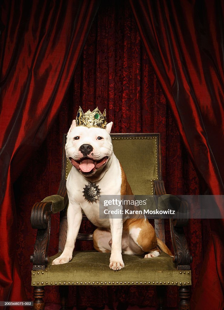 Dog sitting on throne with crown on head