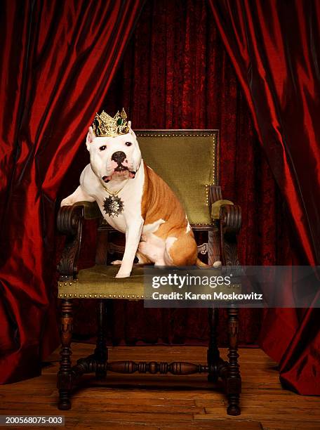 dog sitting on throne with crown on head - dog tiara stock pictures, royalty-free photos & images