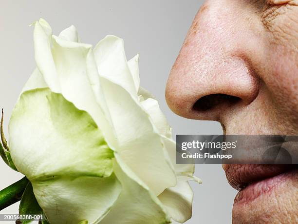 senior man smelling rose, close-up - smell stockfoto's en -beelden