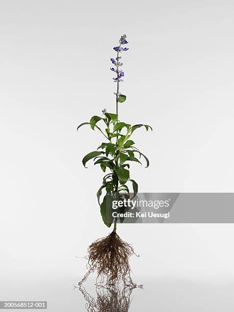 purple salvia with roots, close-up - uprooted stock pictures, royalty-free photos & images