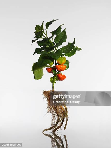 Pulling Up Rots Pulling Up Roots Photos and Premium High Res Pictures - Getty Images