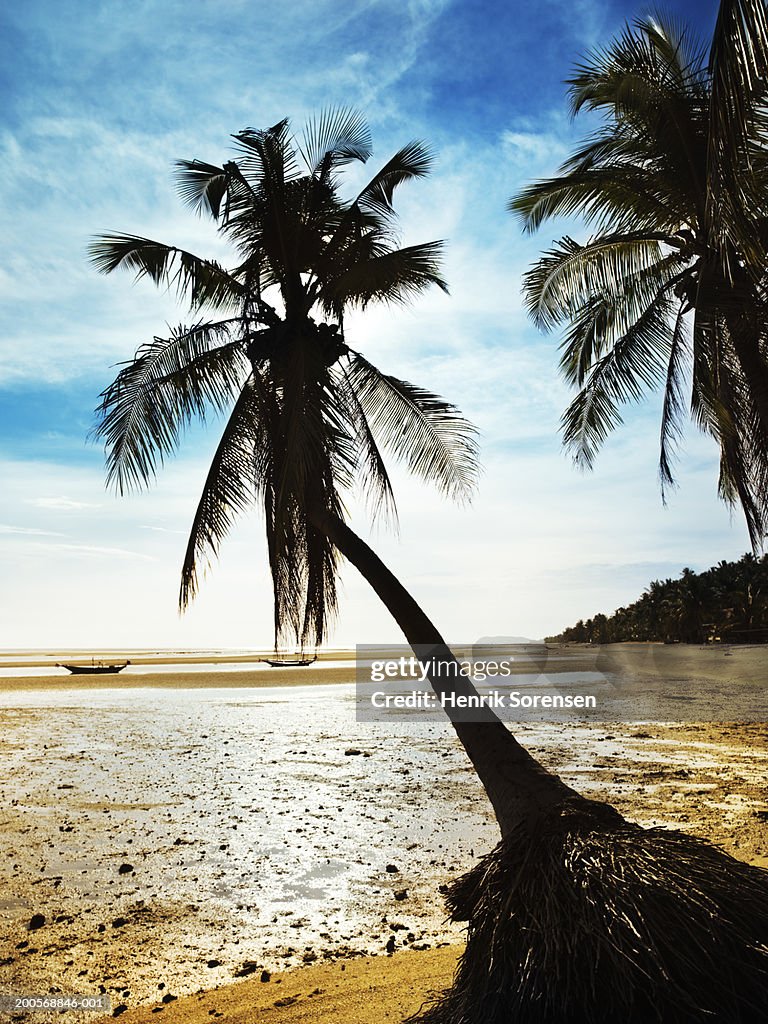 Sunset on beach with palms