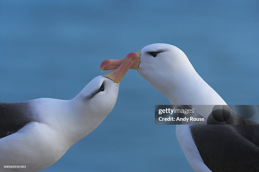 Pair of black-browed albatross (Diomedea melanophris)