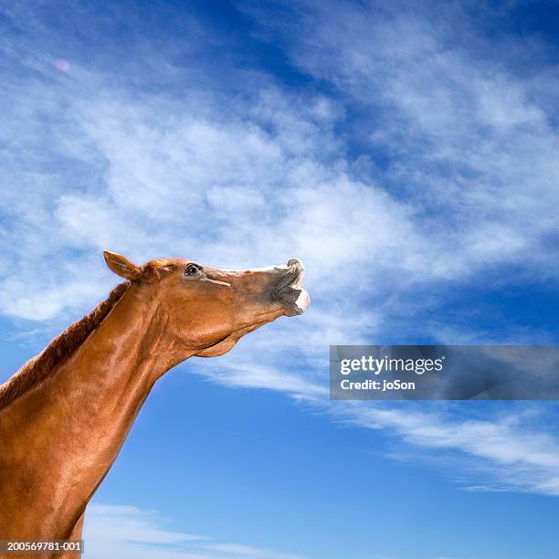 Neigh Image Horse Neighing Photos and Premium High Res Pictures - Getty Images