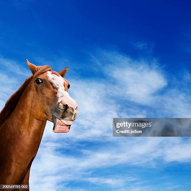 horse showing teeth - horse teeth 個照片及圖片檔