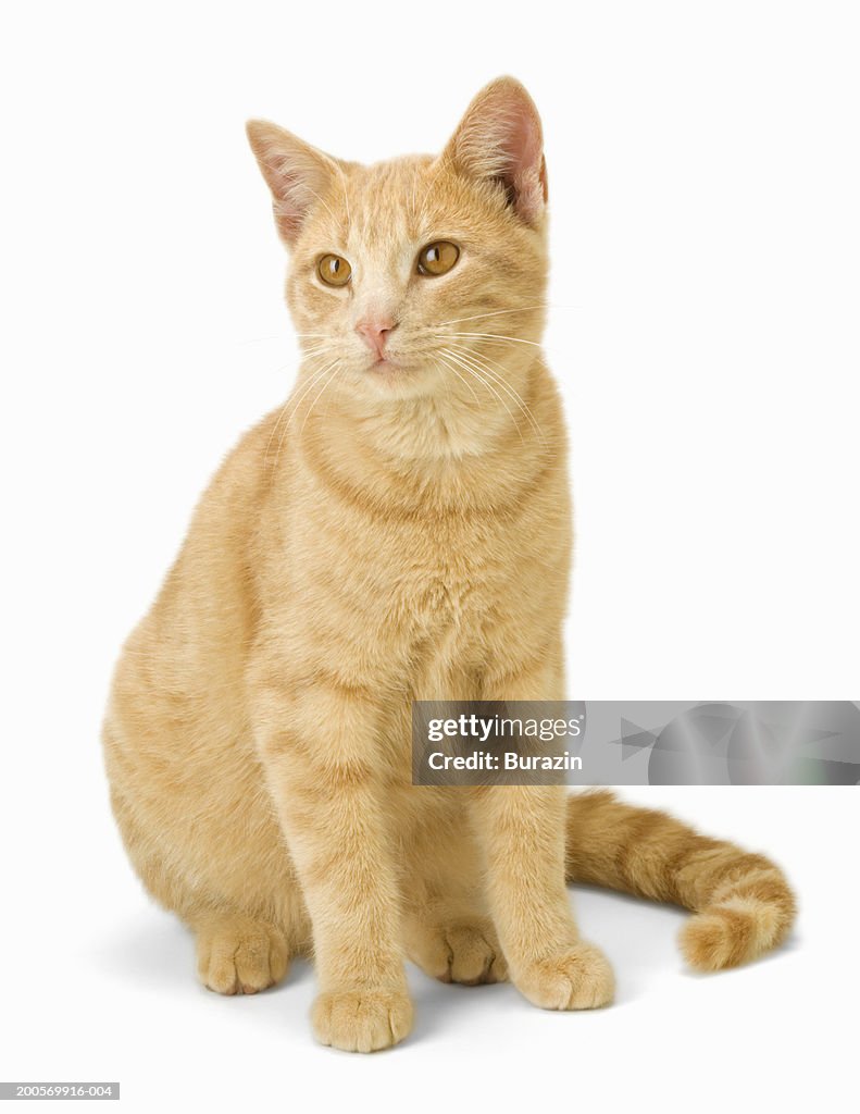 Ginger cat sitting on floor, close-up