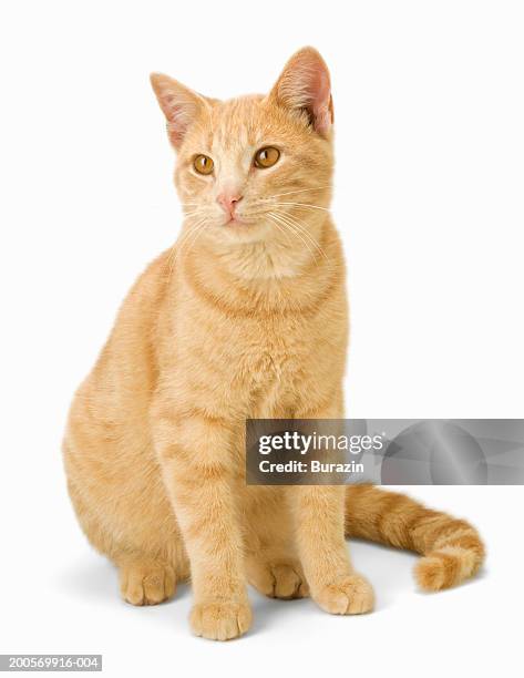 ginger cat sitting on floor, close-up - ginger cat stock pictures, royalty-free photos & images