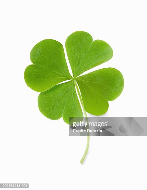 four leaf clover - clover leaf shape stockfoto's en -beelden