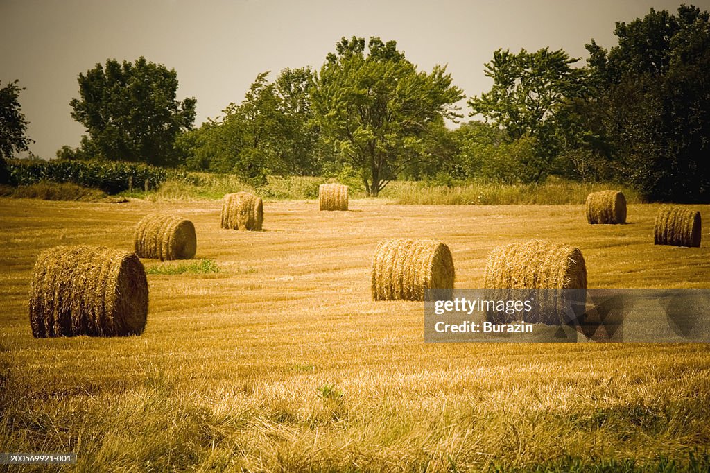 Hay bales in field, Waterford, Wisconsin, USA