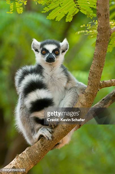 ring-tailed lemur (lemur catta) sitting in tree - lemur stock-fotos und bilder