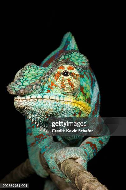 panther chameleon (furcifer pardalis) male on branch - east african chameleon stock-fotos und bilder