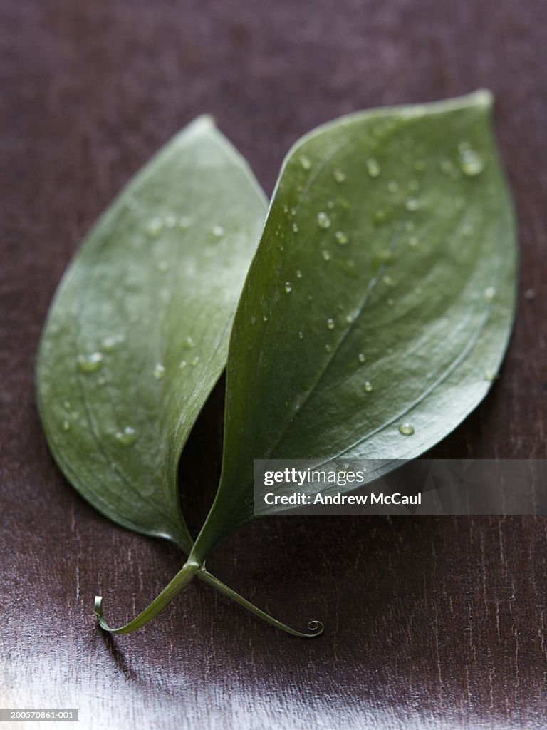 Water drops on leaves, close-up