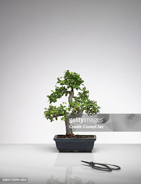 bonsai tree with pruning scissors - bonsai tree ストックフォトと画像