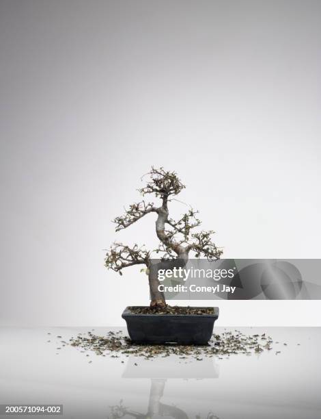 dead bonsai tree - bonsai tree stock pictures, royalty-free photos & images