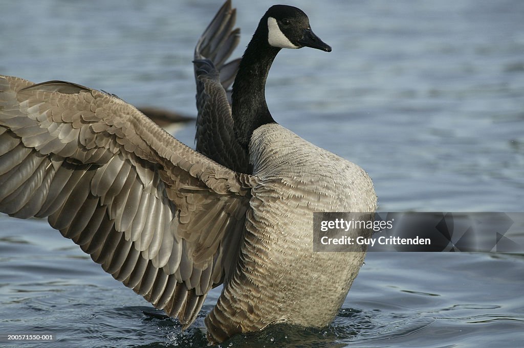 Canada goose (Branta canadensis) flapping wings in water