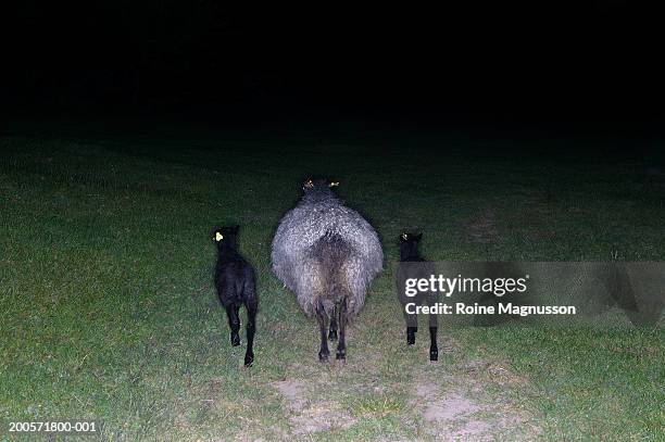 Large Rear Sheep Sheep And Two Lambs Rear View Night High-Res Stock Photo - Getty Images
