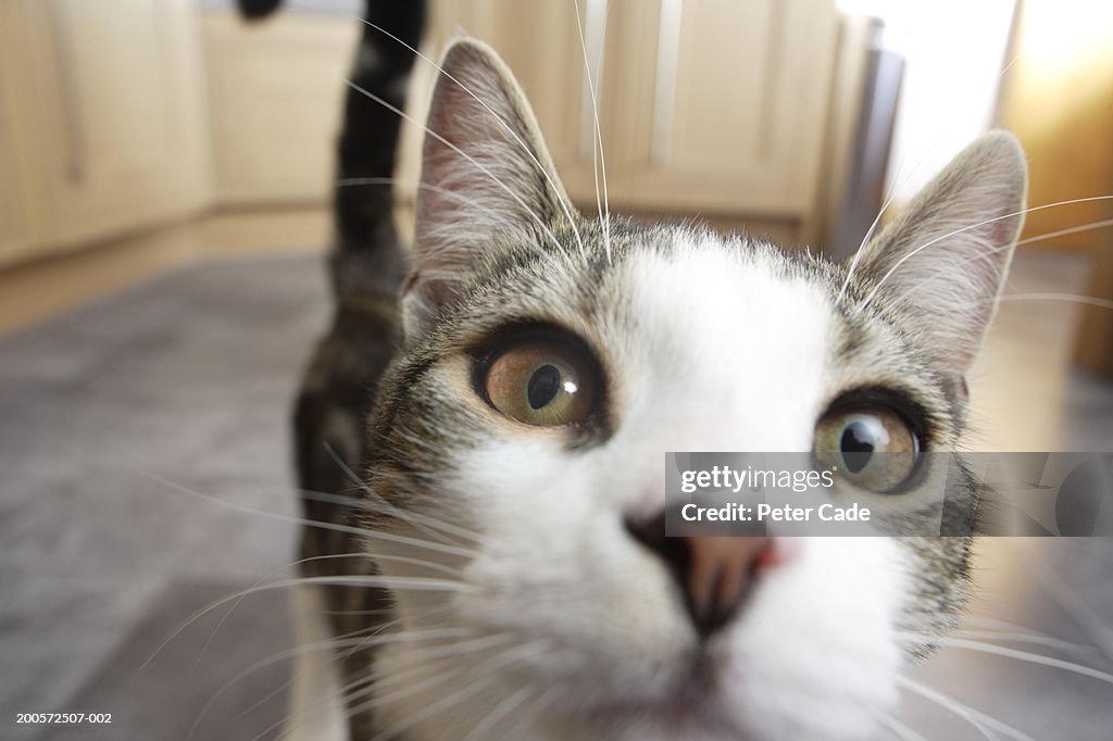 Cat in kitchen, close-up